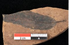 Foto (Detailsansicht) von Quercus palaeoilex Ettingshausen (NHMW-GEO-2024-0188-0855)